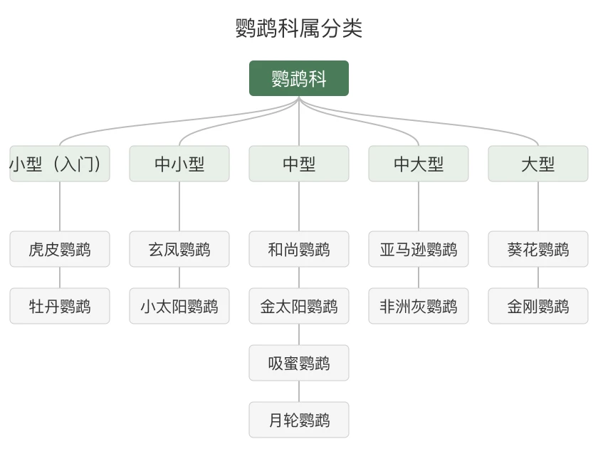 鹦鹉科属分类