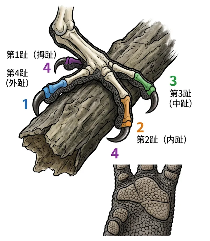 对趾足结构示意图