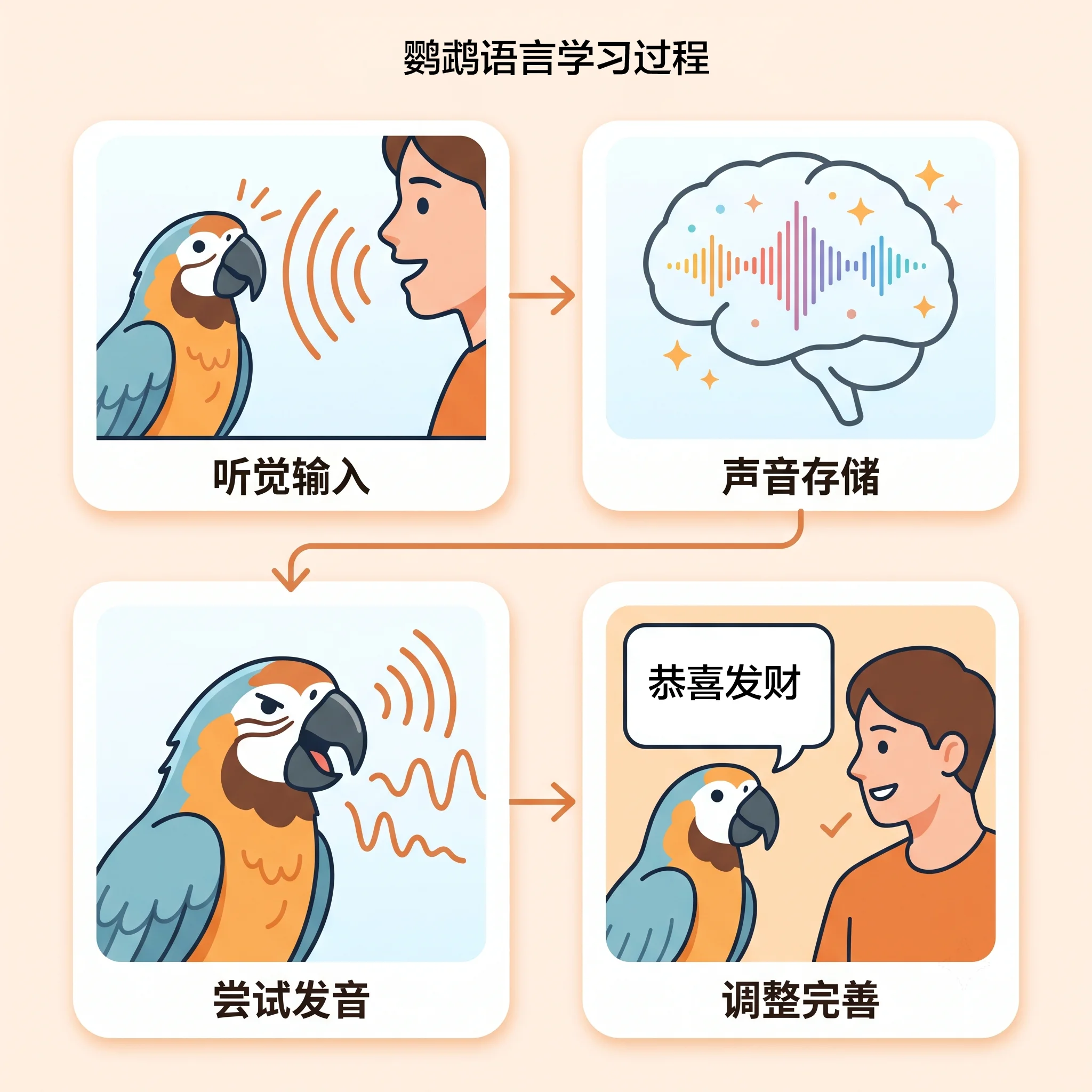 鹦鹉语言学习四阶段过程图