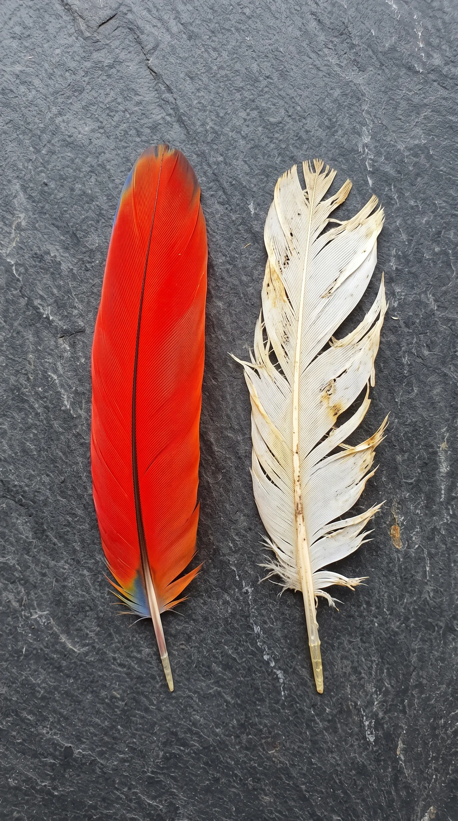 红色金刚鹦鹉羽毛完好与白色羽毛发黄破损抗菌对比